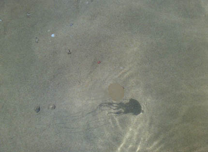 Medúza na OCR (Qatar) Medúza na OCR (Qatar)