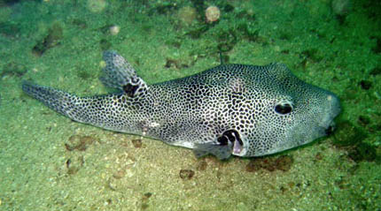 Porcupinefish at daytime