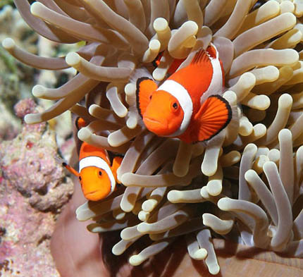 Clownfish Nemo a Merlin