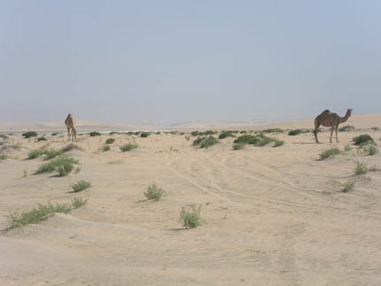 Velbloudi v Kataru jsou na rozdíl od Ománu jenom pískoví.