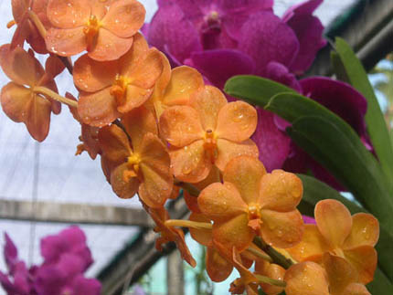 Orchideova farma