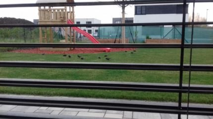 2017-04-19-PHOTO-00002827