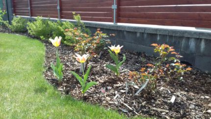 2017-04-23-PHOTO-00002904