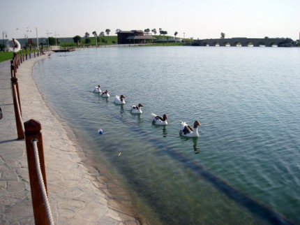 Aspire park - kachny