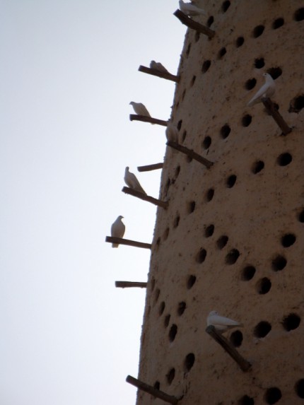 Katara - holubníky2