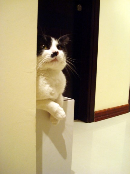 Kryšpín na krabici