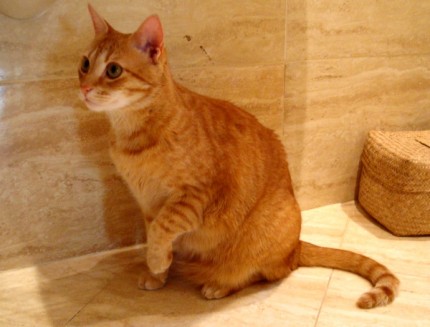 Bertík spálenina 21.2.2010 Bertík spálenina 21.2.2010