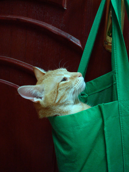 Spokojenej ve visící nákupní tašce