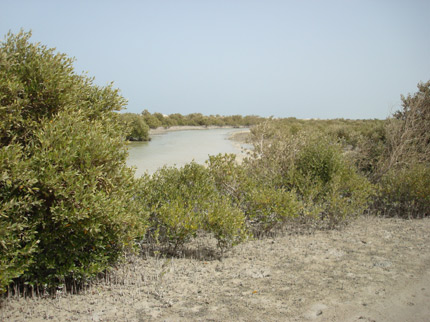 Mangrovové porosty