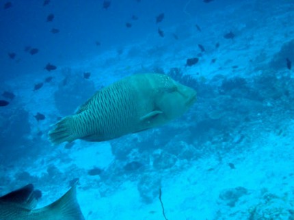 Maledivy2012 napoleon wrasse