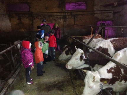 Vánoce 2013 - kravy