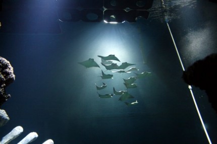 Rayové v londýnském akváriu
