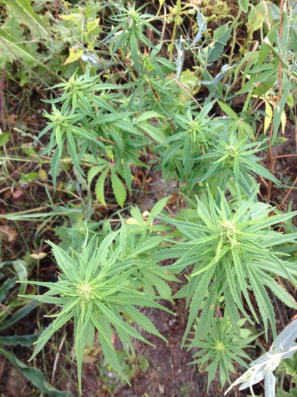 Momentky - Rostlinky