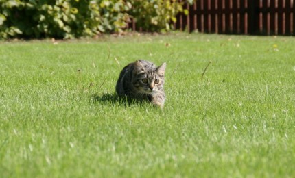 Plíživá Mafiánka