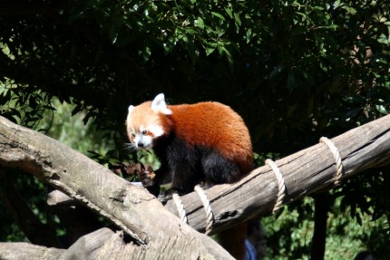 Melbourne zoo - červená panda