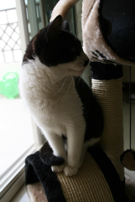 Škrabadlo Škrabadlo