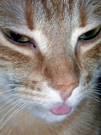 Albert vyplazující