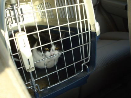 Kryšpínek v přepravce