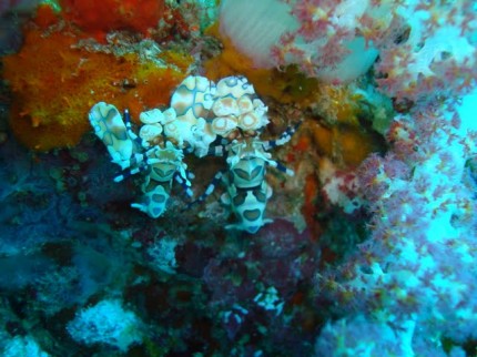 thajsko2010_harlequin-shrimp