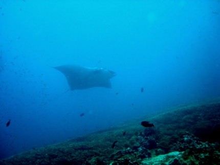thajsko2010_manta-ray