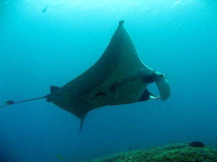 thajsko2010_manta-ray2